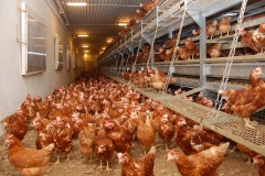Geflügelhof Ludwig Waiblingen Hof frische Eier Bodenhaltung Hühnerstall braune Hühner